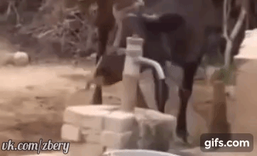 корова качает воду