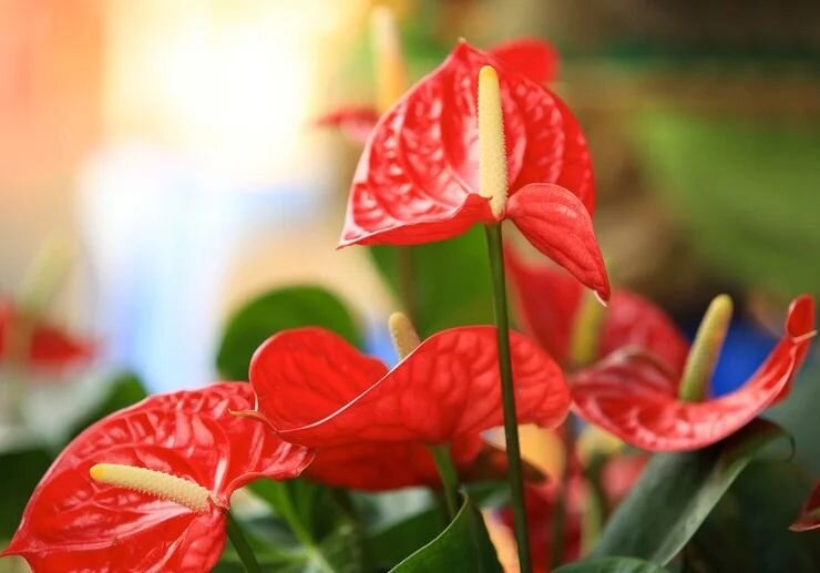 Источник изображения https://flowertimes.ru/anturium/