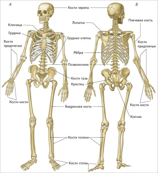 скелет человека все кости и их названия | Дзен