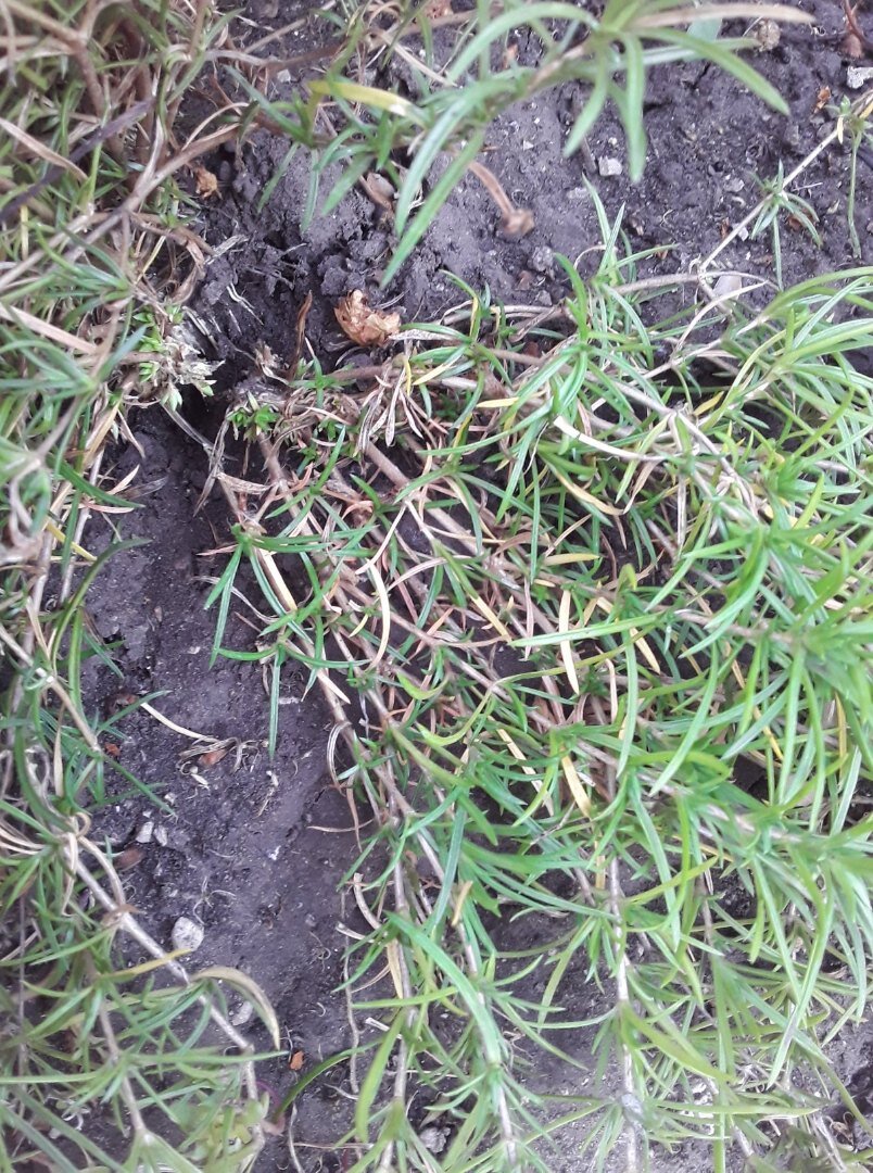 Найти удобное место для деления