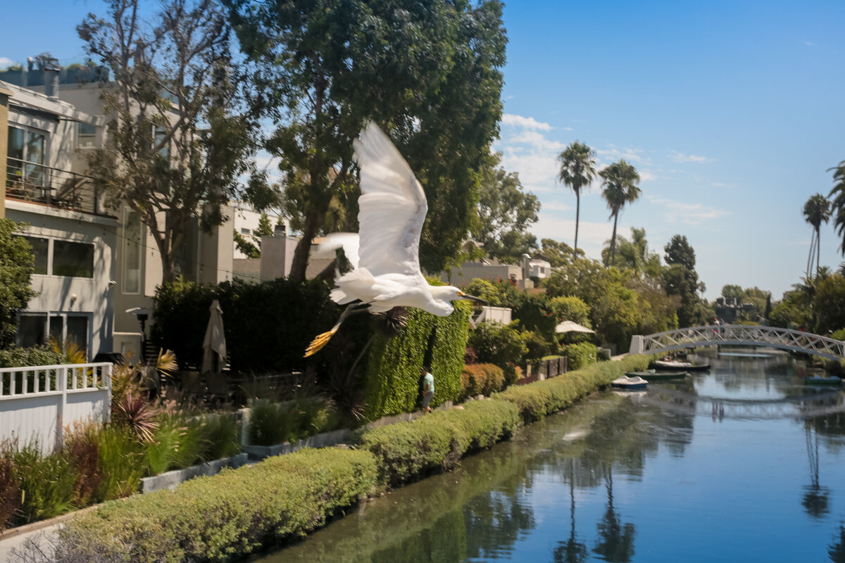 Цапля в Венеции