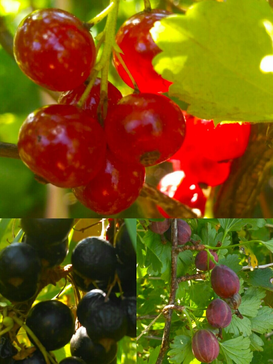 Красная смородина, черная смородина, крыжовник.