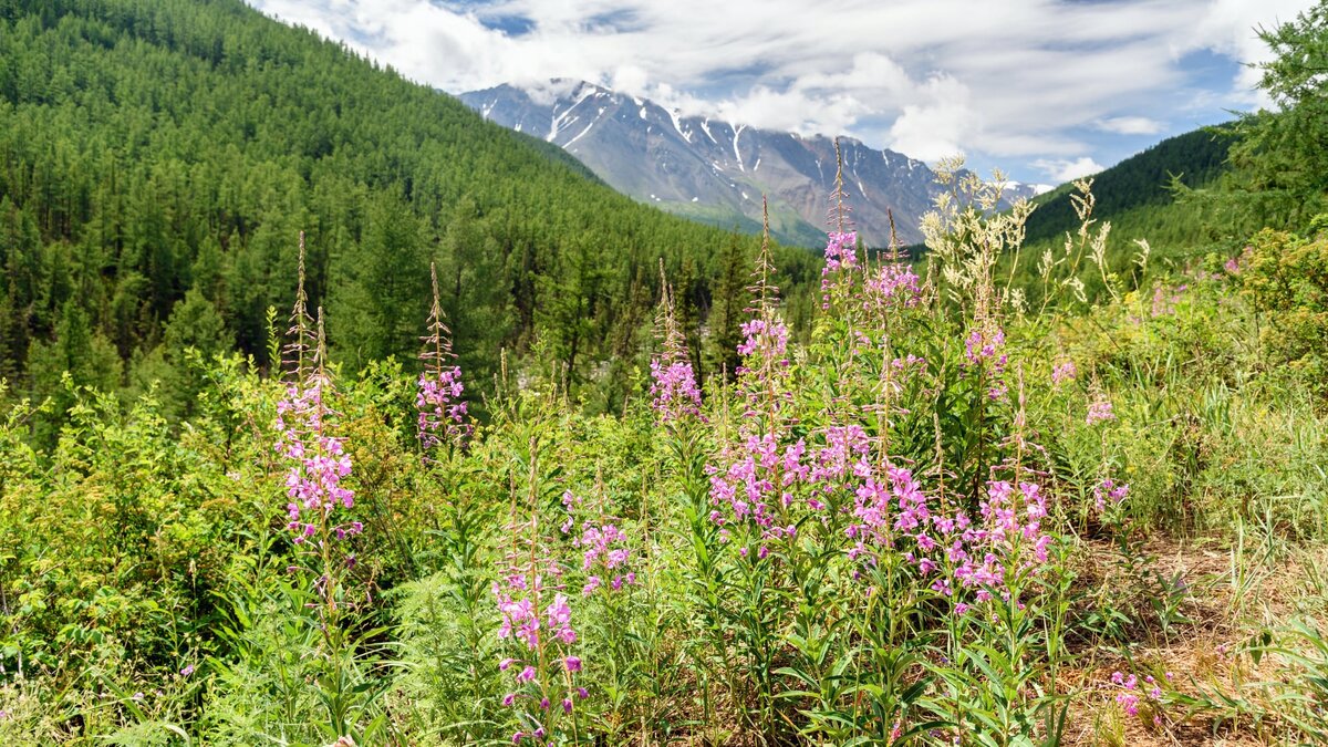 Вид Северно-Чуйского хребта. Республика Алтай. 
