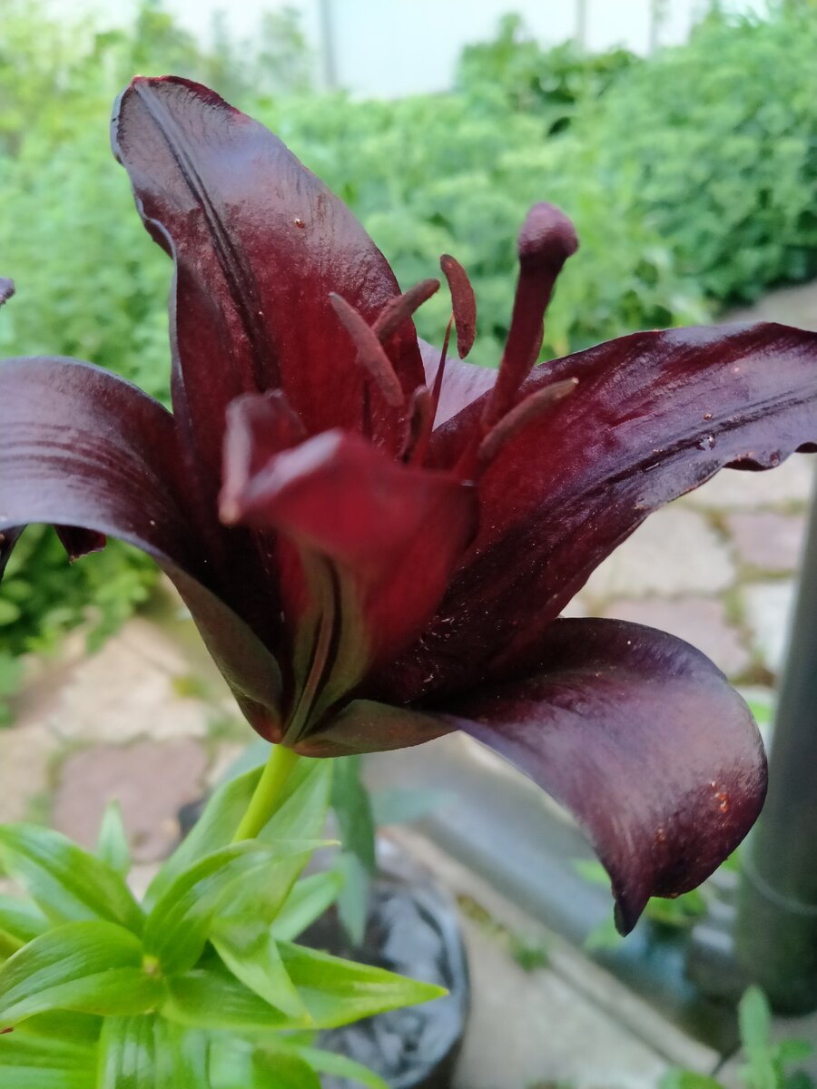 Моя новая черная лилия.