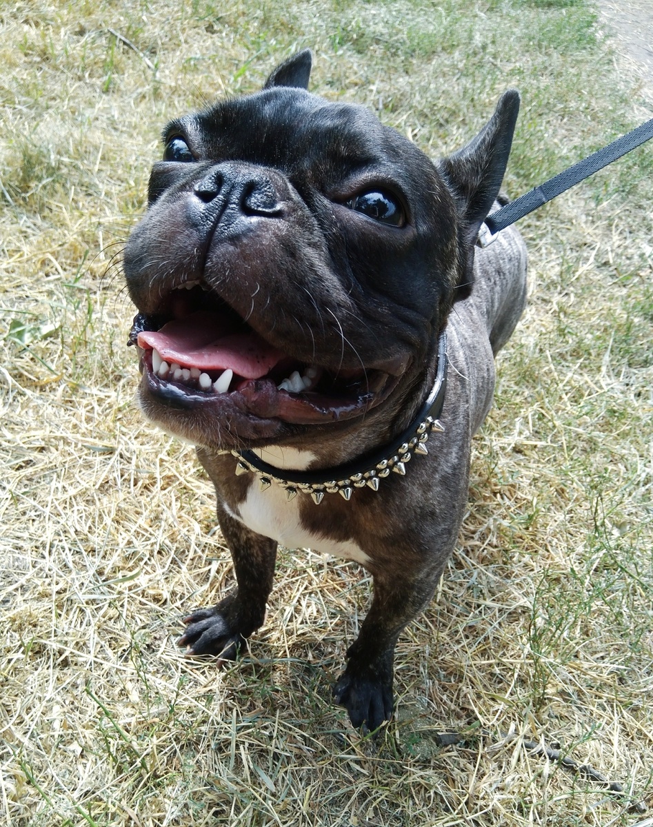 Мой бульдожка ЧупаЧупс