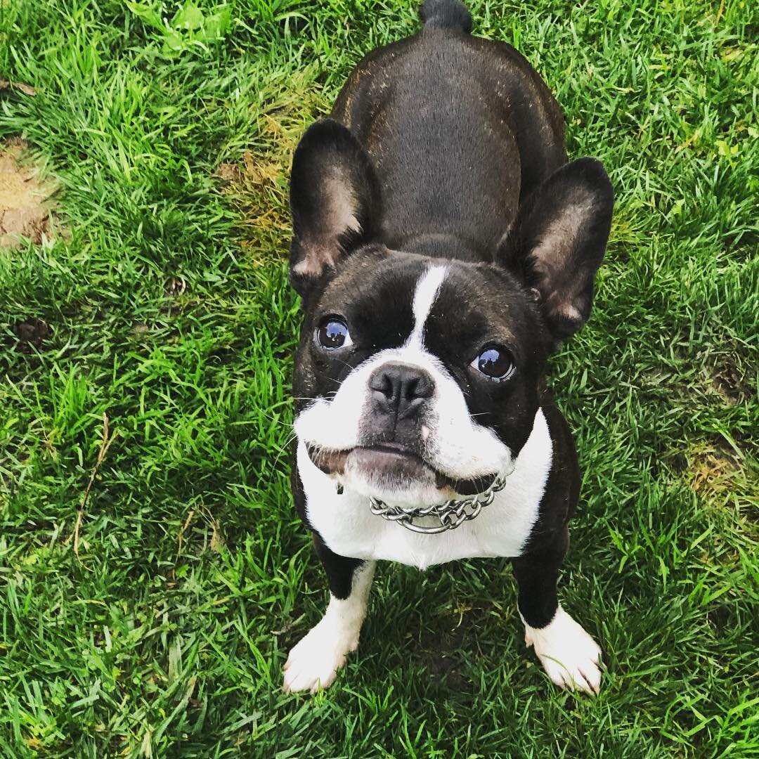 Бостон-терьер