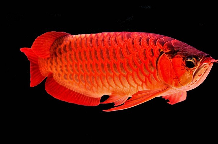 "Азиатская красная арована"