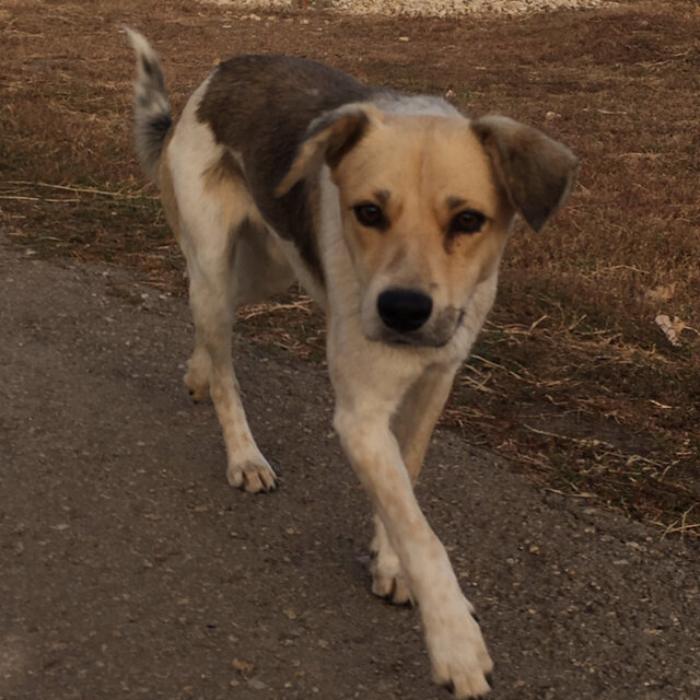 Про этого красавчика будет речь.