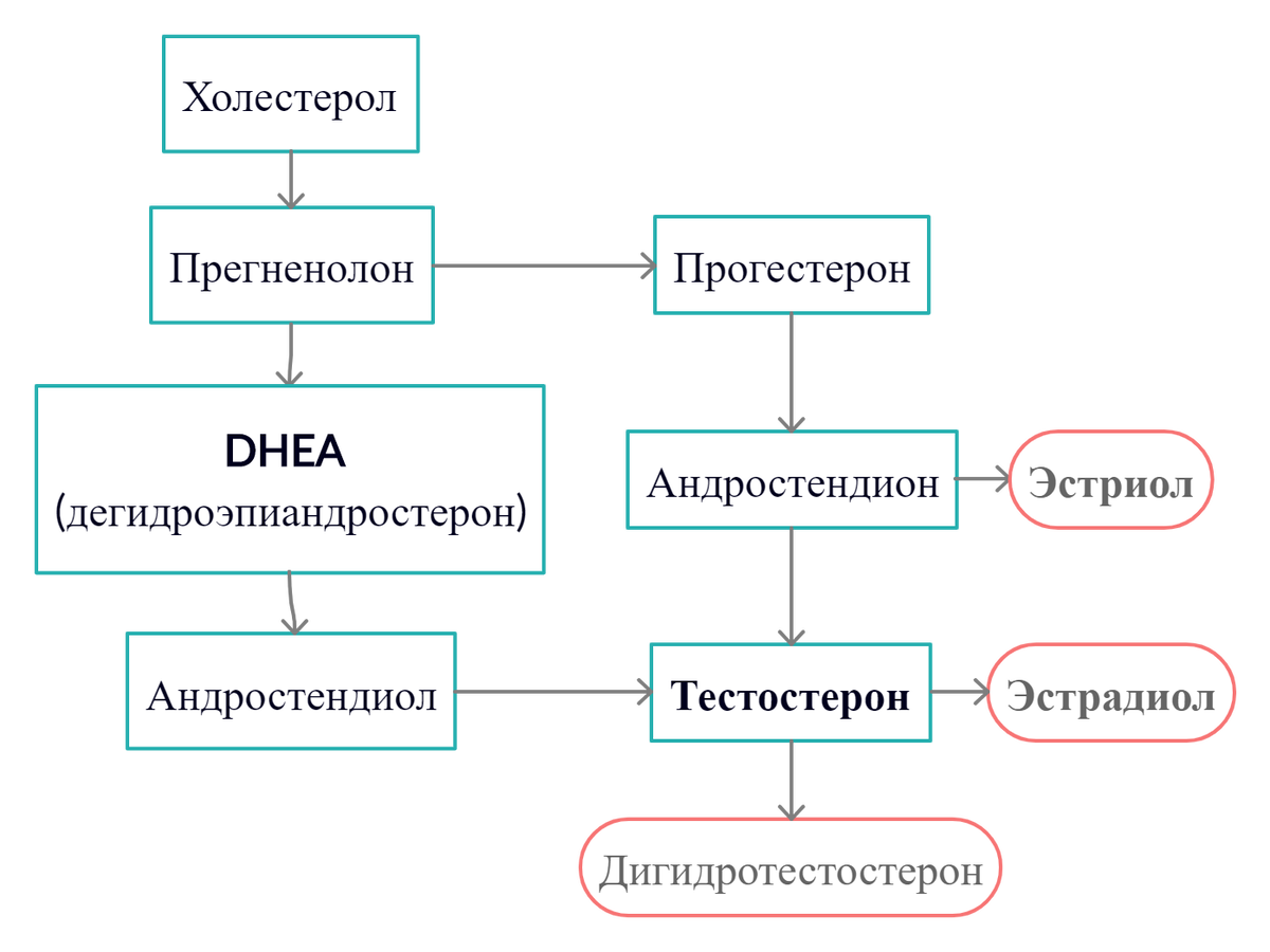 Схема синтеза половых гормонов