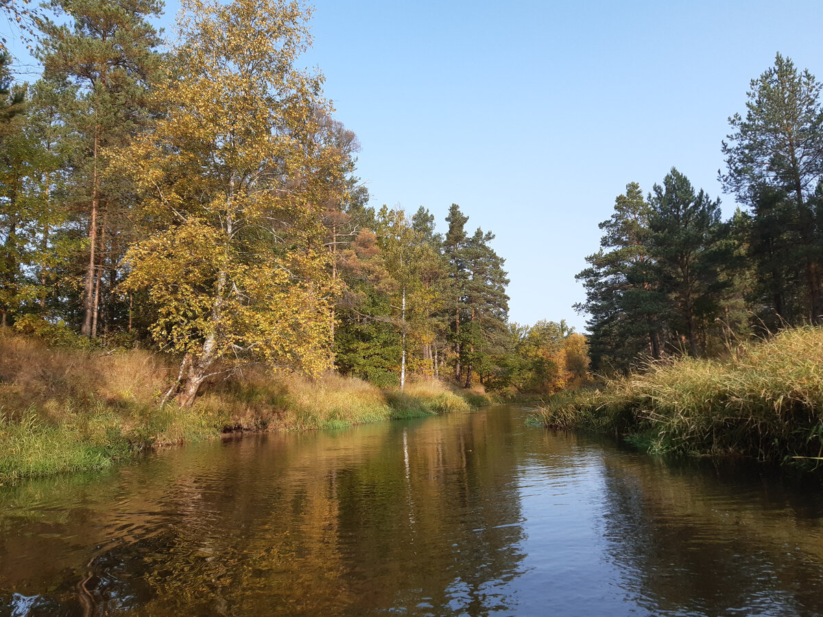 Река Серёжа сентябрь 2020г.