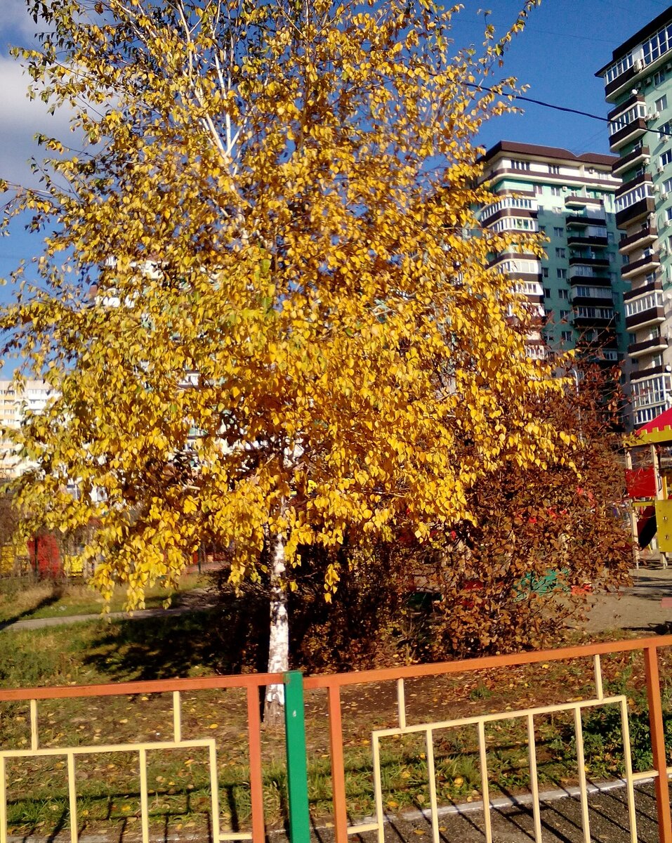 Вот так выглядит осень в пророде. Фото 2019 года. 