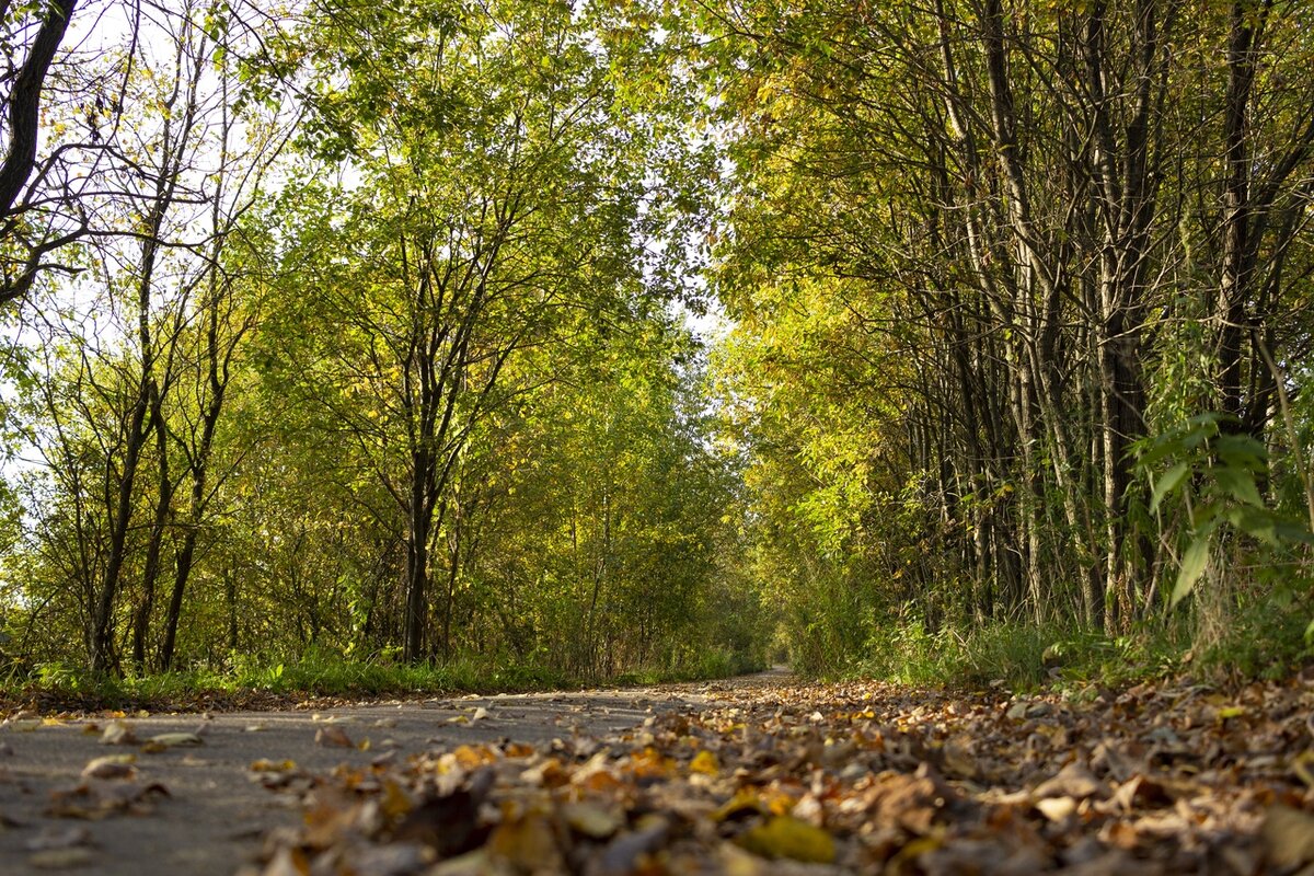 Парк осиновая роща санкт-петербург фото. Петербурга. Осиновая аллея. Петербурга. Сад в осиновой роще.