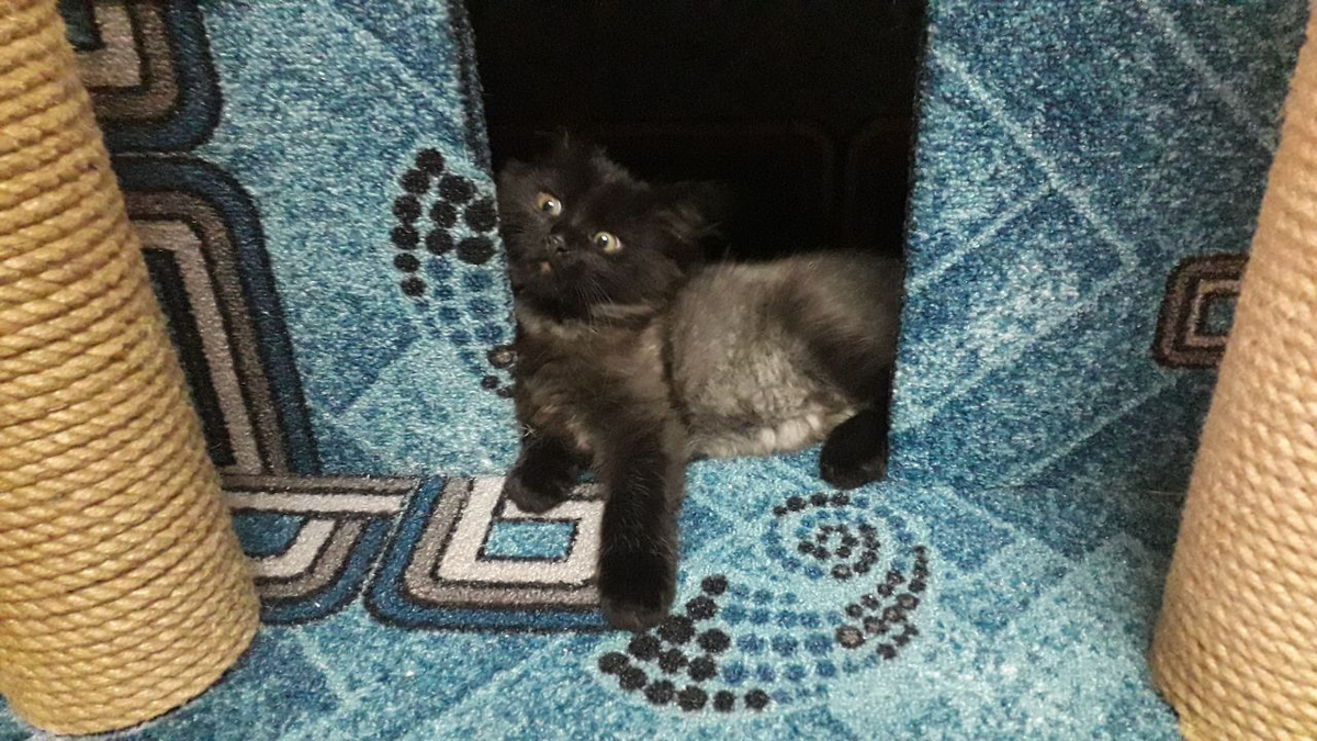 Домик по душе обоим котам