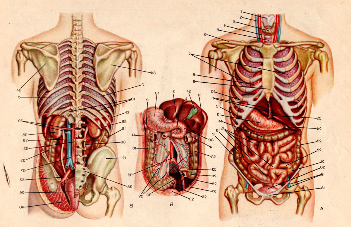 Строение внутренних органов человека со спины фото с описанием