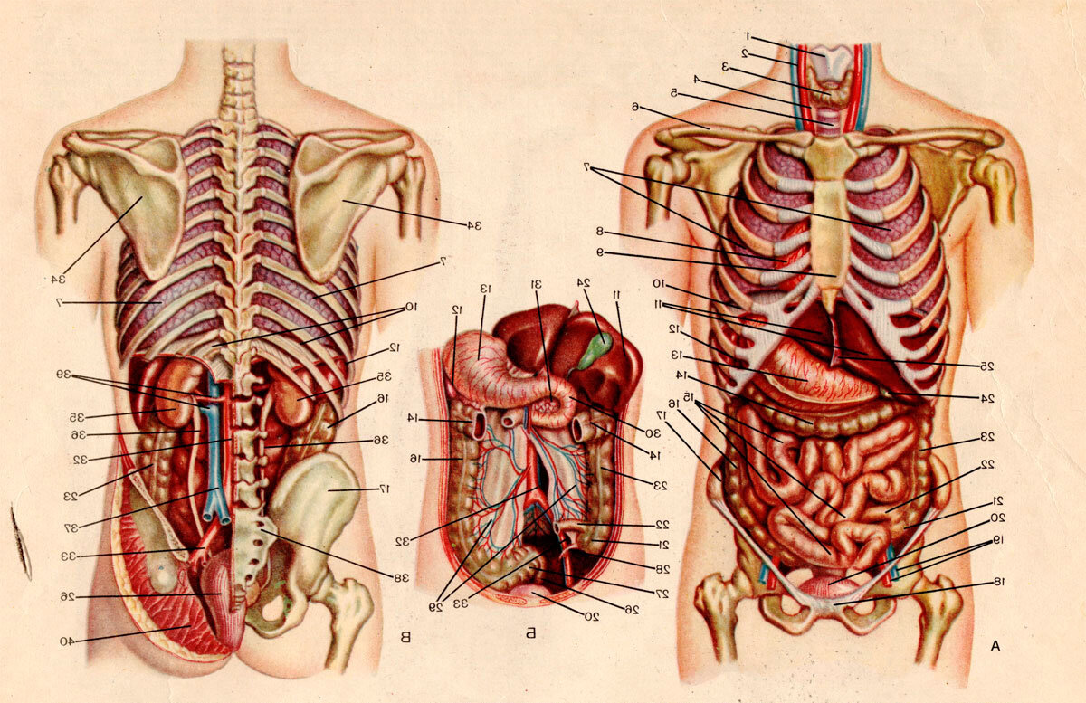 Анатомия человека внутренние органы в картинках. Строение органов человека вид сзади. Анатомия расположение органов брюшной полости. Расположение органов у человека в брюшной полости. Анатомический атлас брюшная полость мужчины.