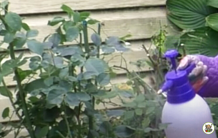 Обработка куста от вредителей