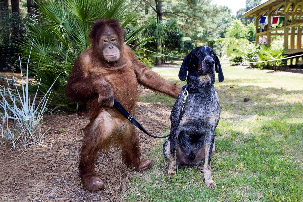 Инстинкты собак. Самка бонобо. Щенок и обезьянка. Странная дружба животных. Собака шимпанзе.