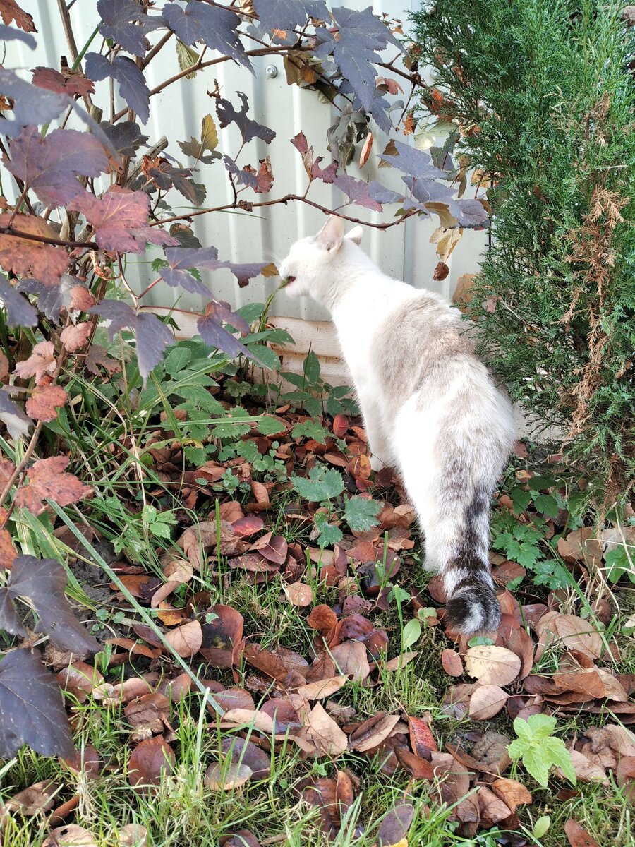 Клякса на даче. Фото автора