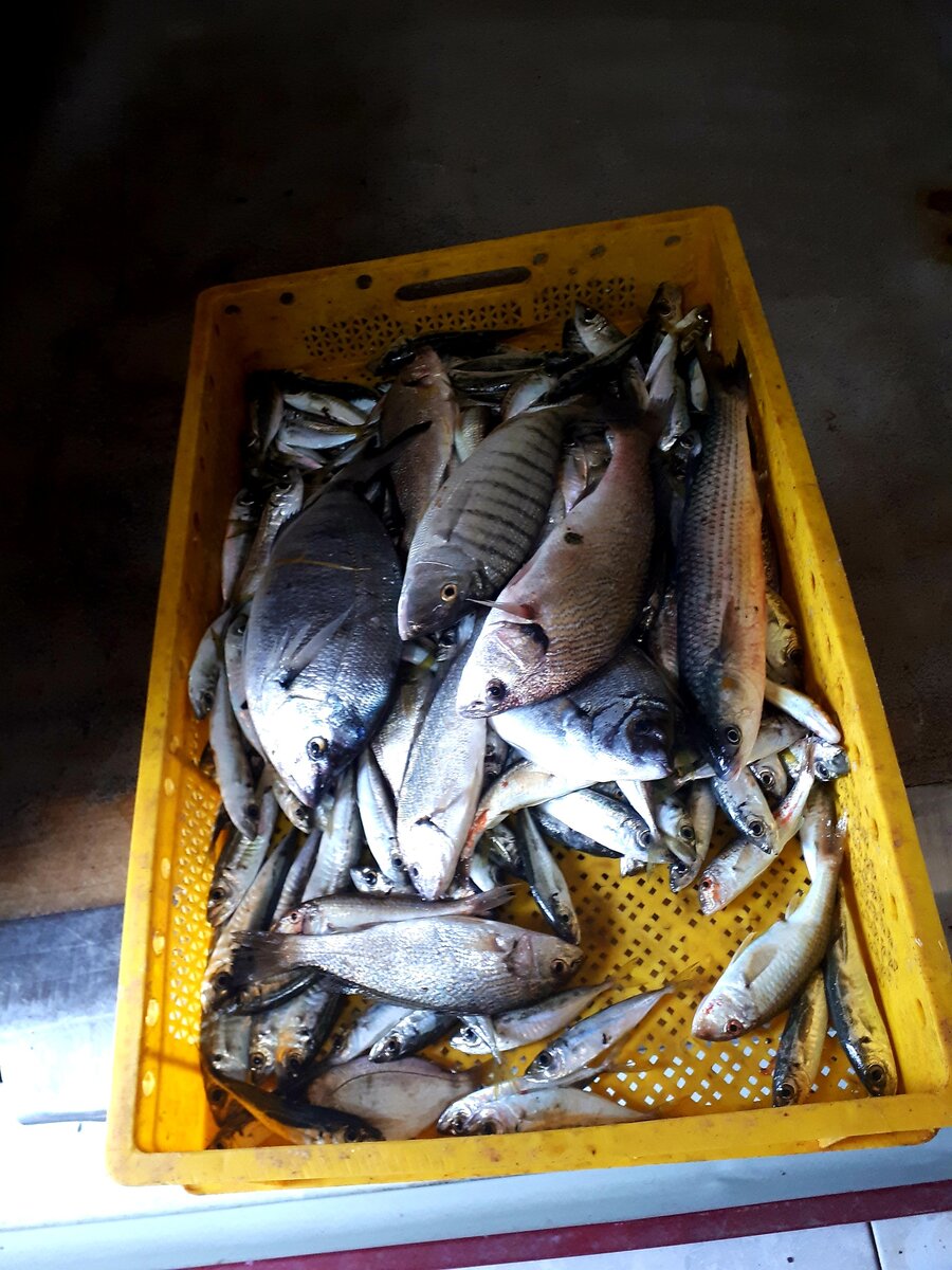 Предзаказ в рыбном кафе, выбор рыбы