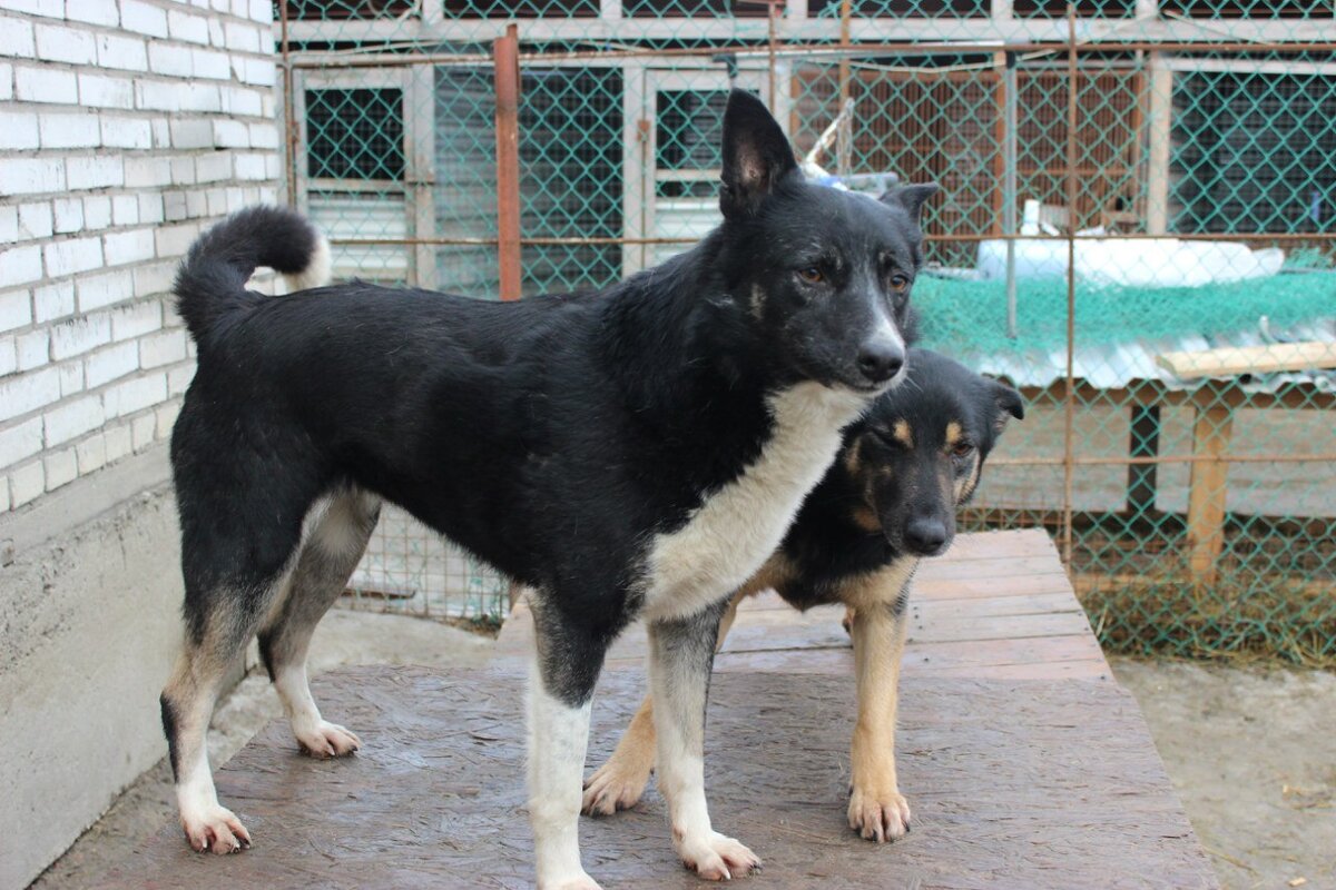 Фото сделано в приюте для собак "Ильинка", Санкт-Петербург, 2015 год