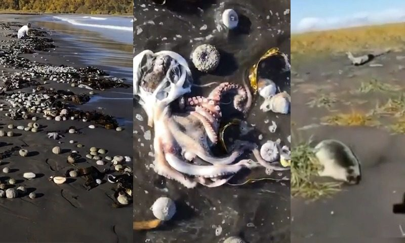 Последствия экологической катастрофы на Камчатке