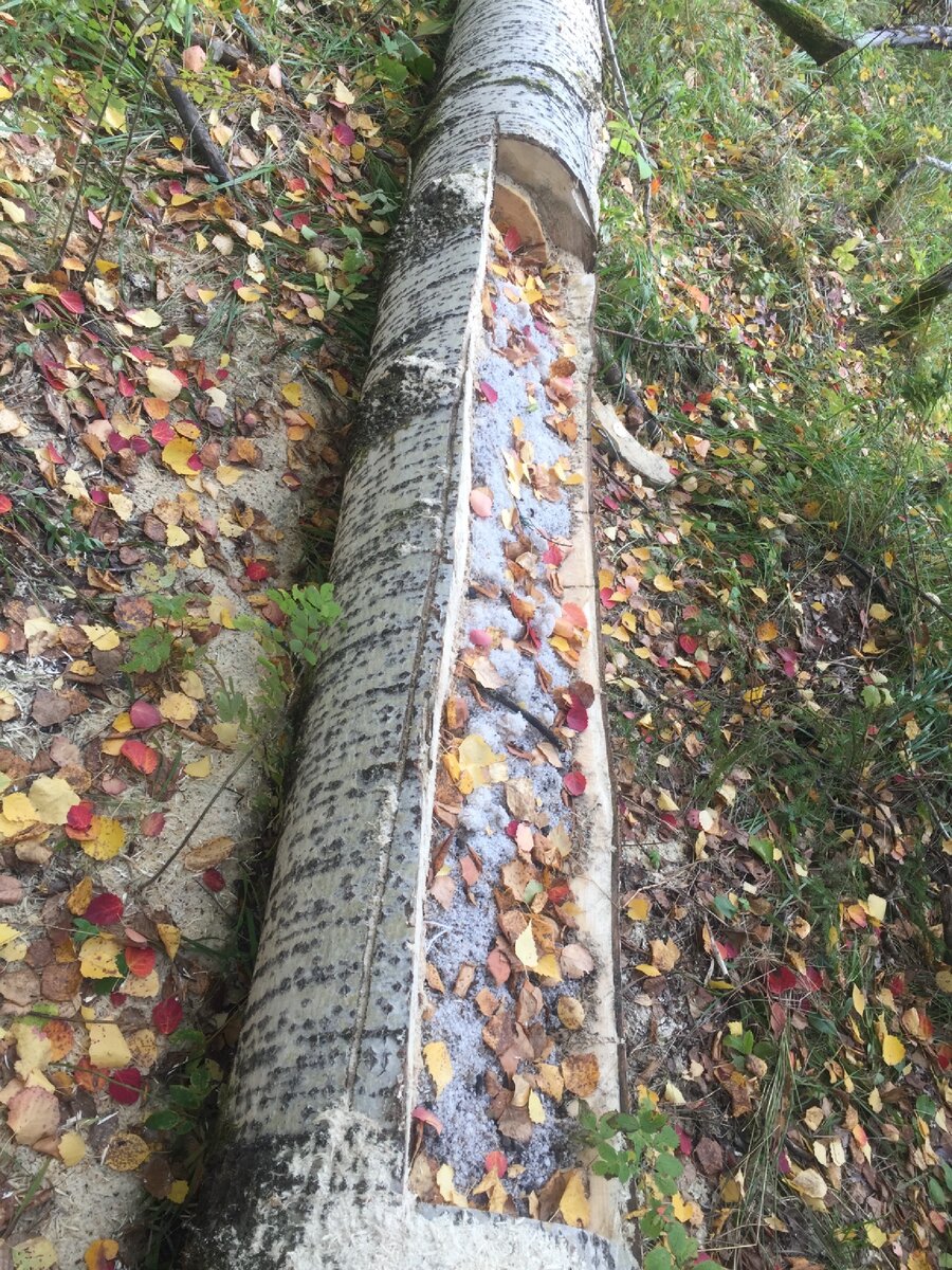 солонец