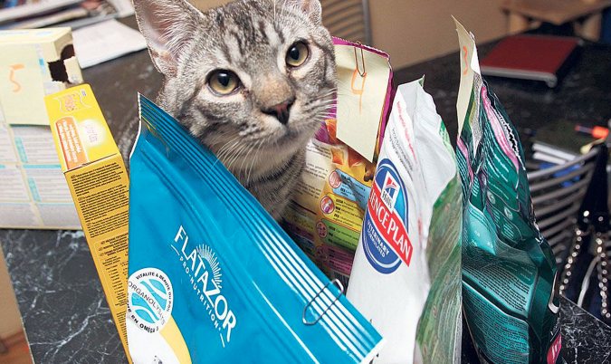 Ну и где мой любимый корм? 