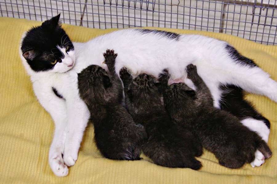 Котята мнут молочные железы матери-кошки

