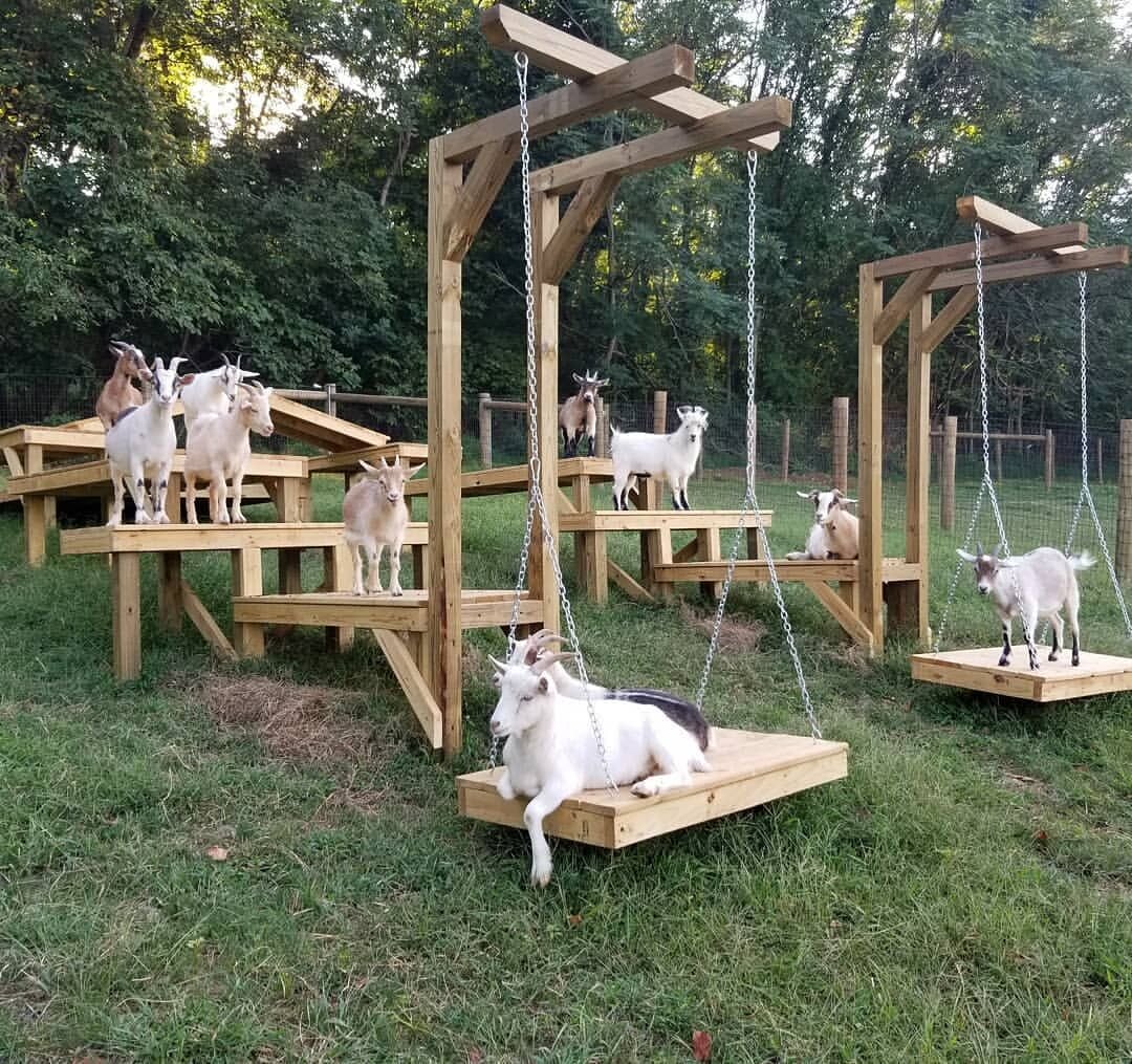 Загон для козлят. Домик для козы. Загон для коз. Игровая площадка для коз.