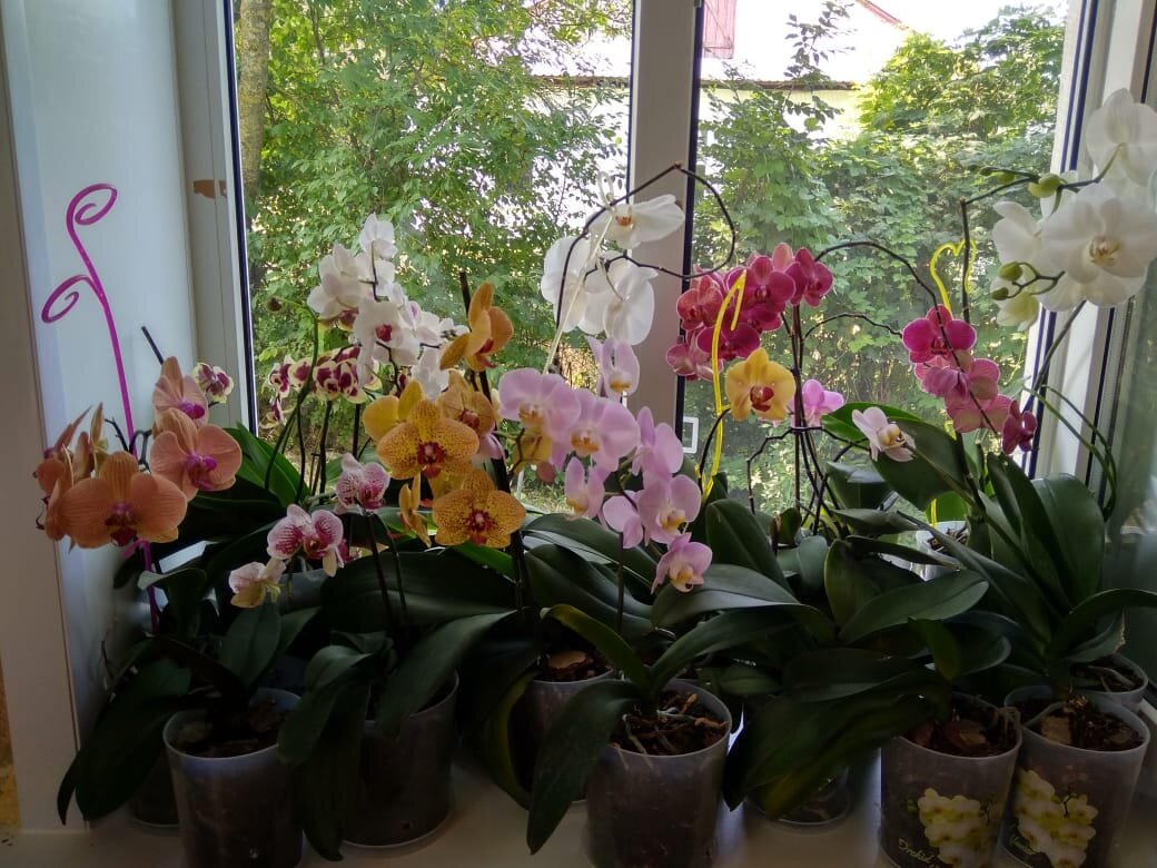 Мои фаленопсисы