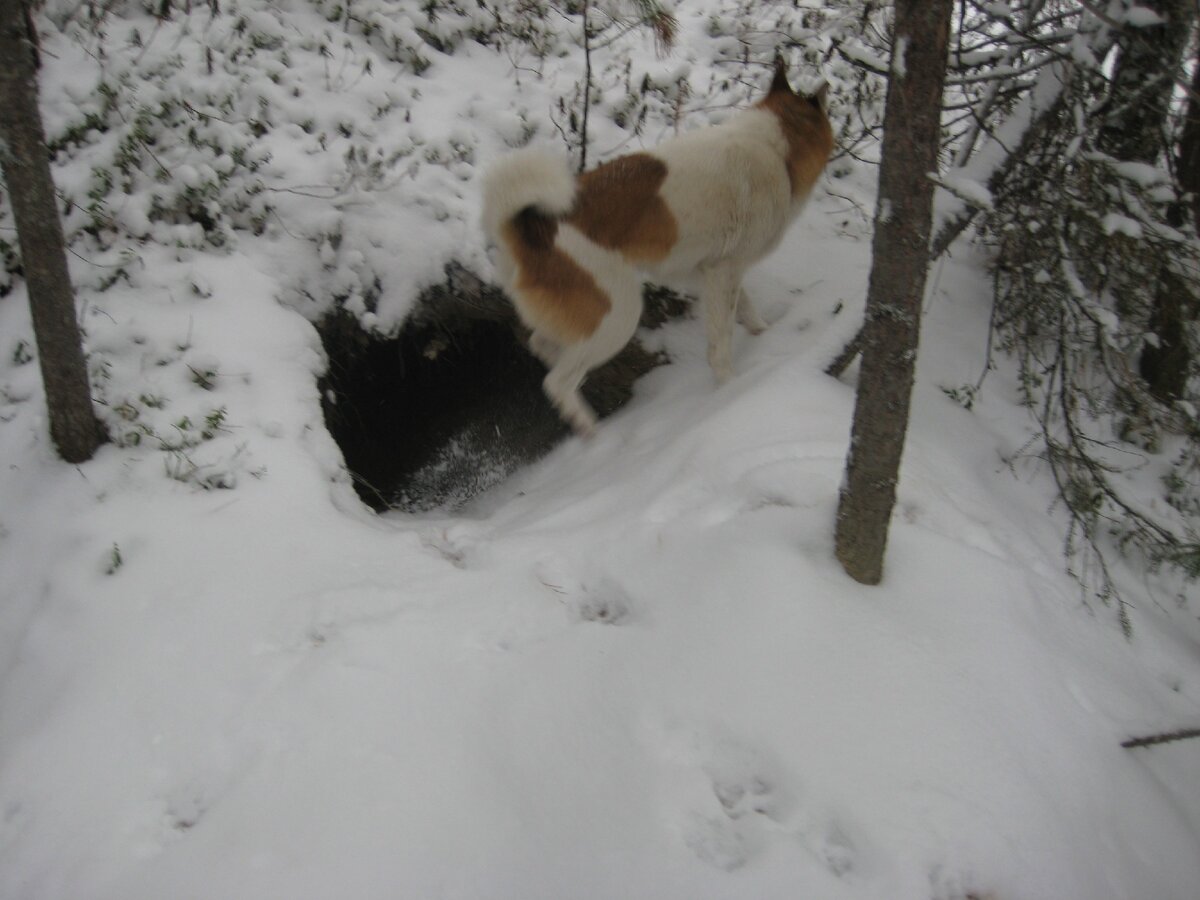 старая берлога