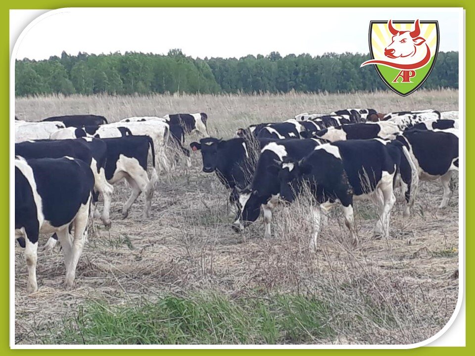 Нетели чёрно-пёстрой породы