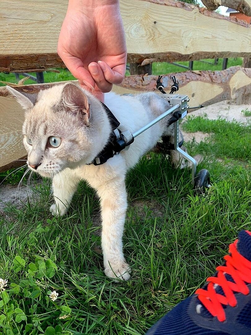 Кошка в инвалидной коляски Liras