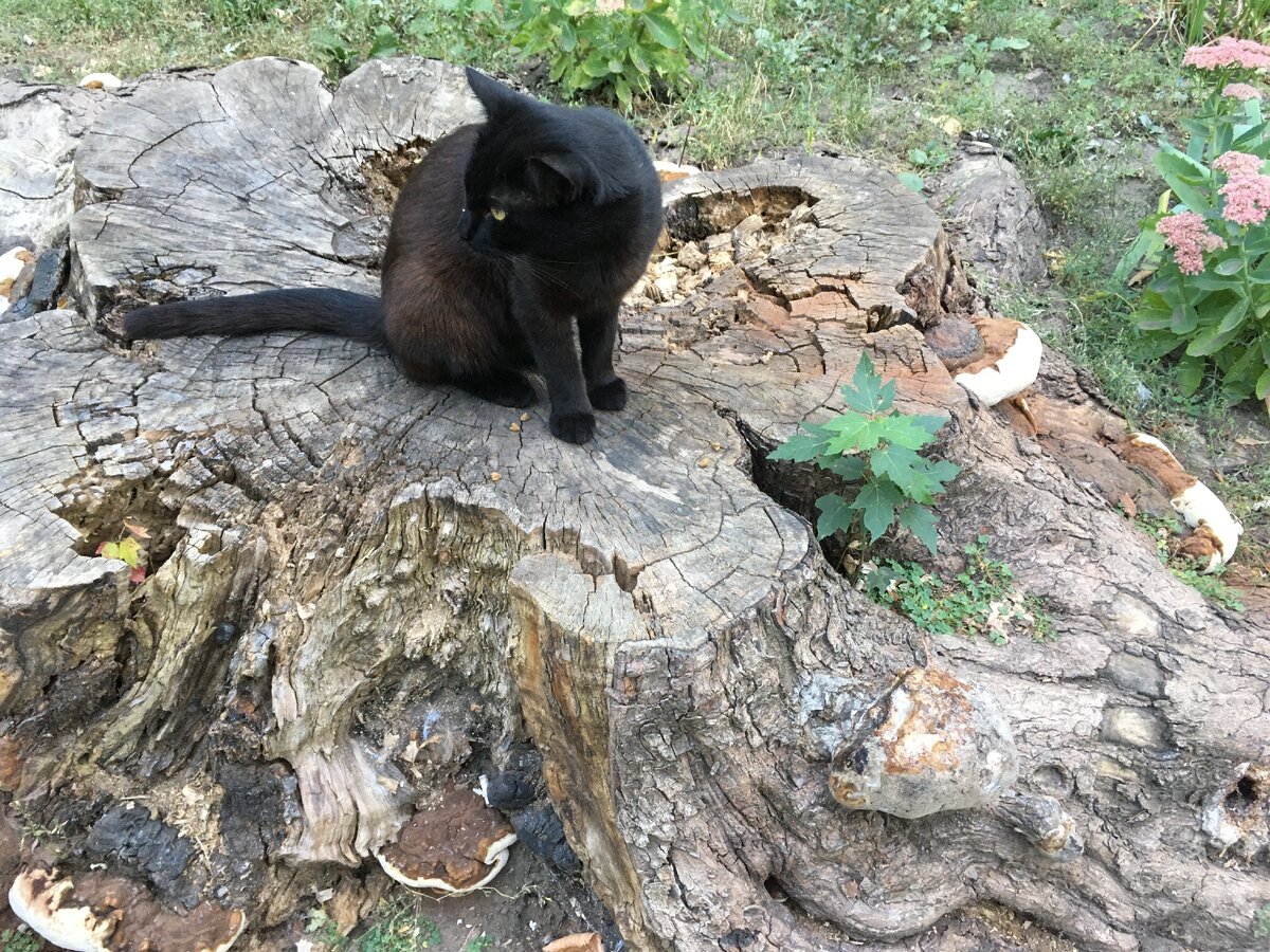 Кошка Нюра. Фото автора истории. 