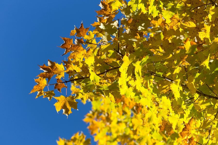 Почему меняют цвет листья: причины и механизмы перемен осени