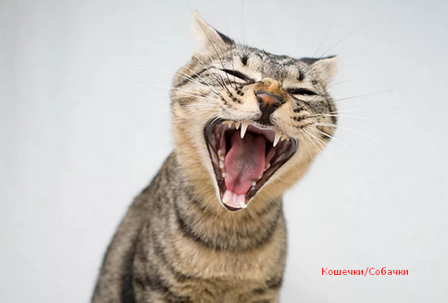 Как успокоить кошку, которая орет и просит кота (быстро, эффективно, в домашних  условиях) | Кошечки/Собачки | Дзен