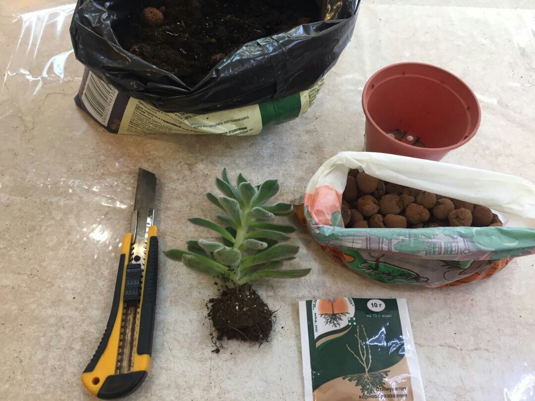 Подготовила все необходимое: горшок, дренаж, грунт, корневин, нож;