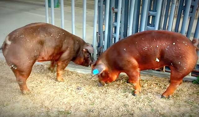 Отзыв и характеристика породы свиней дюрок