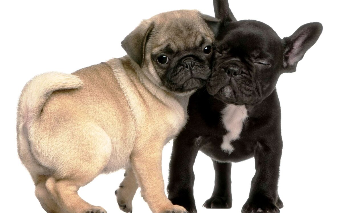 Мопс - белый, французский бульдог - чёрный. Картинка с сайта prohvost.club