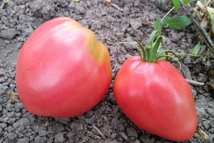 спасибо сайту ogorodovedenie.ru