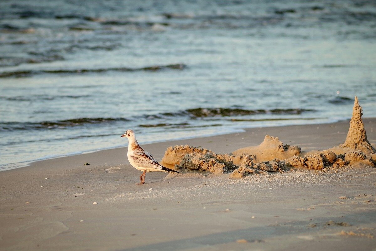 Изображение Henryk Niestrój с сайта Pixabay 