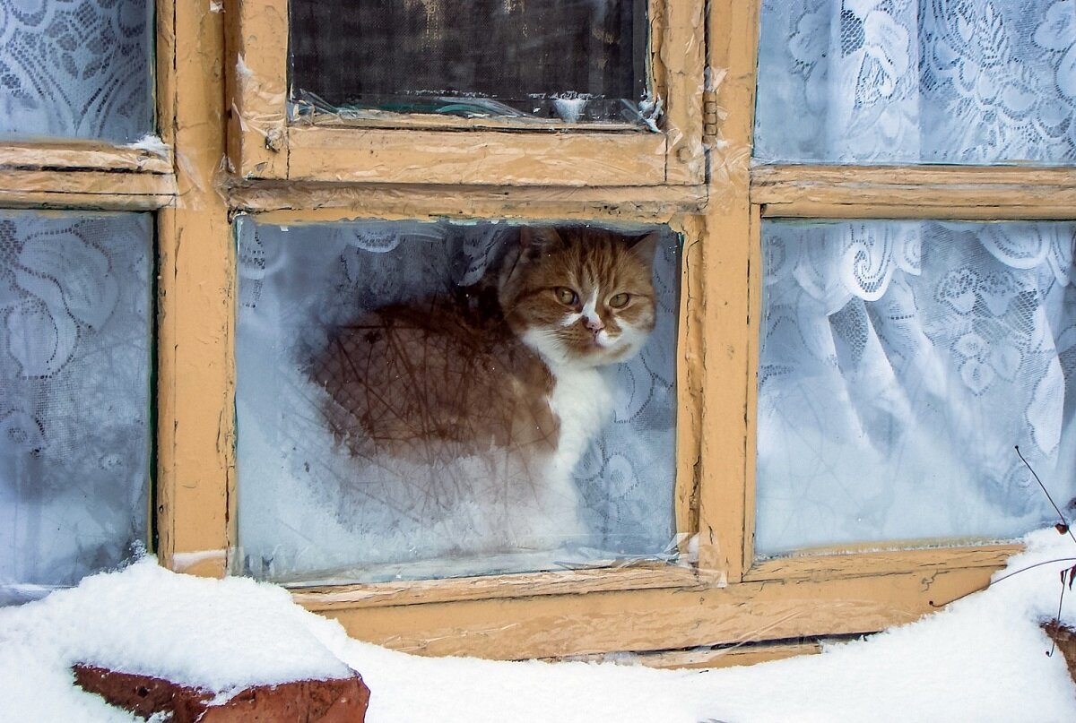 Как нарисовать снег сидящий на форточке