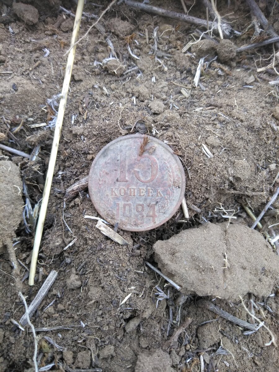 копаем в забайкалье. корень в забайкальском крае. копают грунт. корни которые копают в забайкальском крае. корень который копают в забайкалье.