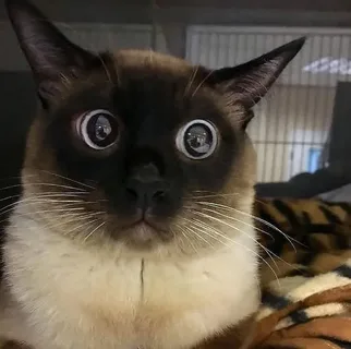 чо зыришь глаза пузыришь