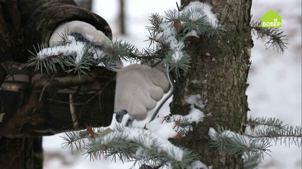 Заготавливаем материалы
Произведите обрезку еловых ветвей ближе к стволу, чтобы не было пеньков.