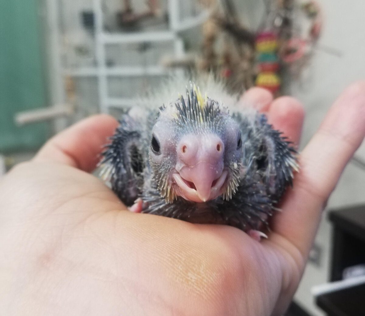 Второй, 10 дней. Двухцветный хохолок при нём. :)