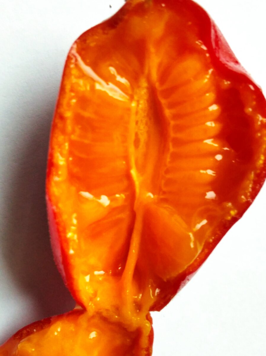 Тладианта в разрезе