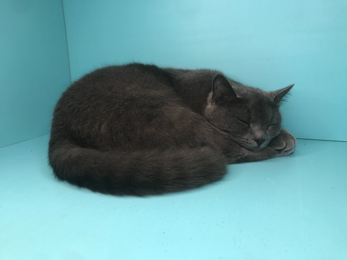 Сейчас моему коту 2 года