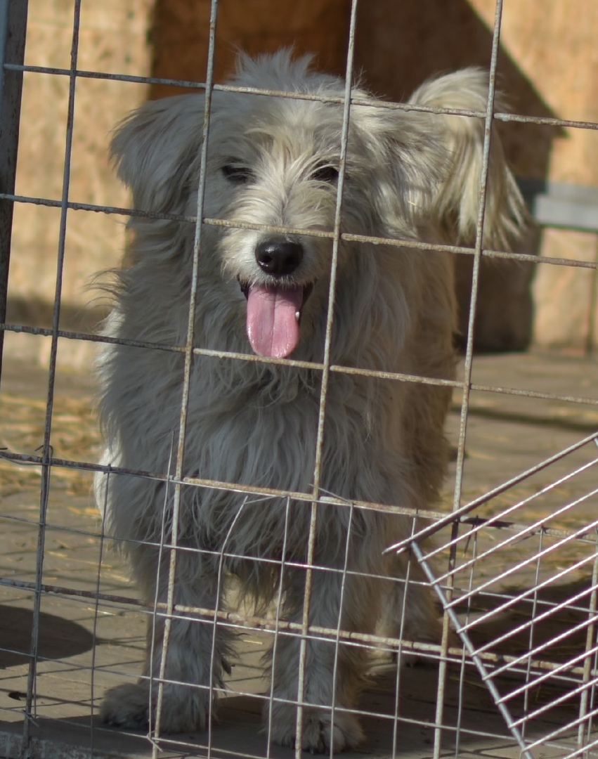 Его назвали Тедди и поселили в вольере.