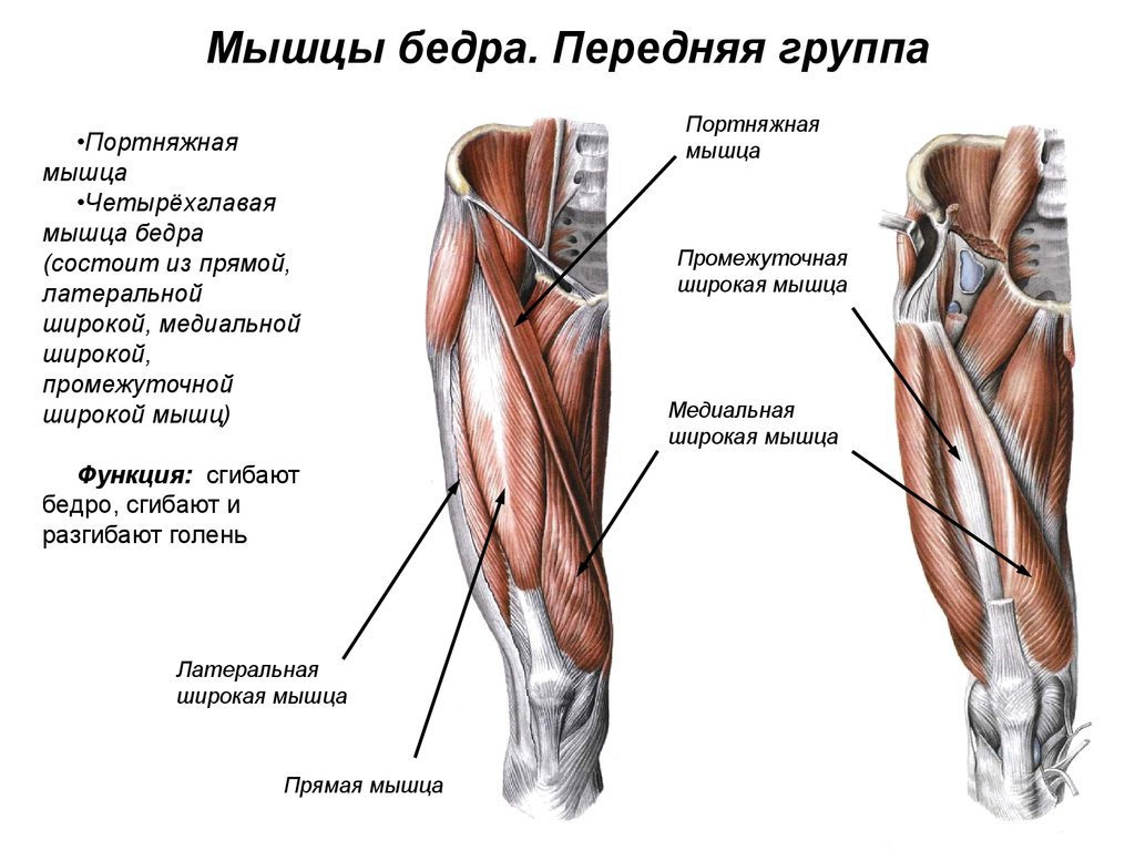 Наружная поверхность правого бедра. Наружная поверхность правого бедра. Наружная поверхность правого бедра. Мышцы бедра передняя поверхность анатомия. Наружная поверхность правого бедра.